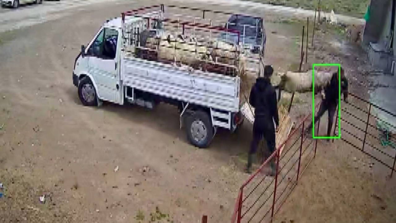 Koçun Tosuyla Kamyonetten Düşen Besici Yaralandı