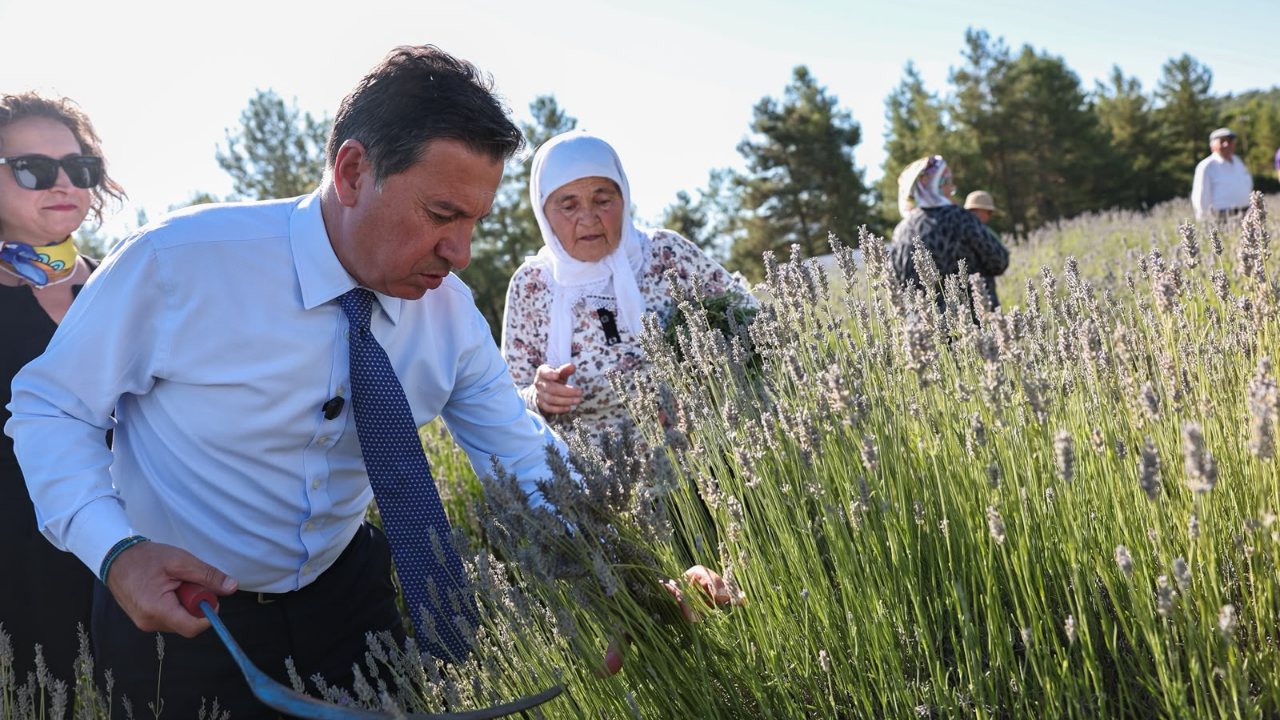 Koku Vadisi'nde Lavanta Hasadı Şenlikle Başladı