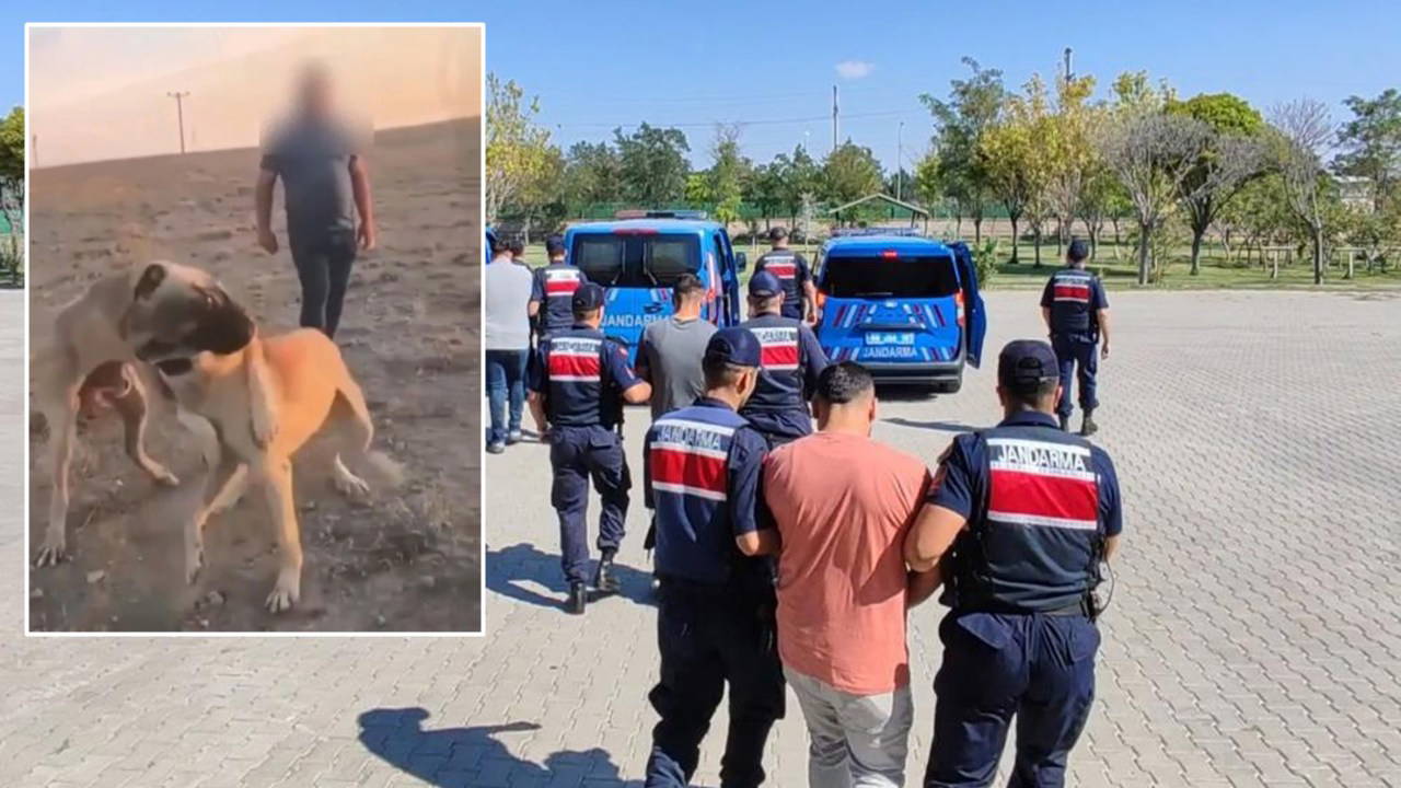 Köpek Dövüştürüp Görüntüleri Paylaştılar: 3 Kişi Gözaltında