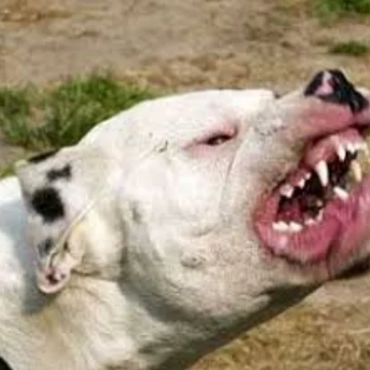 Köpekle korkutmak 'silah kullanma' sayılacak! İşte detaylar