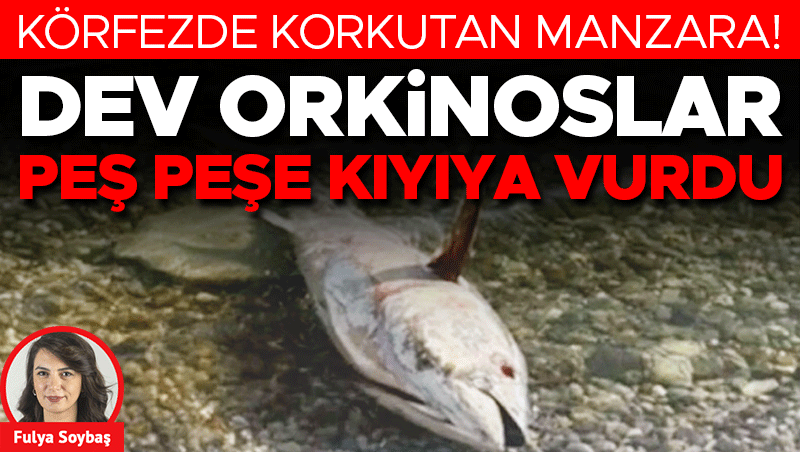 Körfezde Korkutan Manzara: Dev Orkinoslar Kıyıya Vuruyor