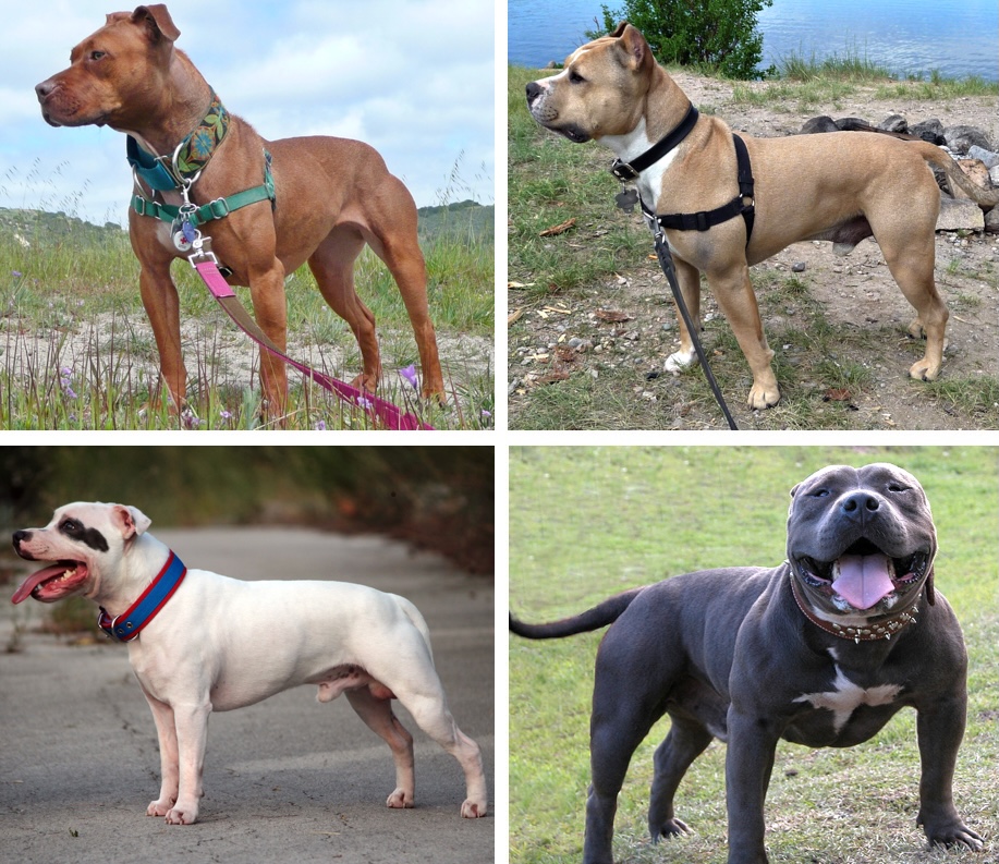 Küçük Asiye'yi yaralayan pitbull silah sayıldı