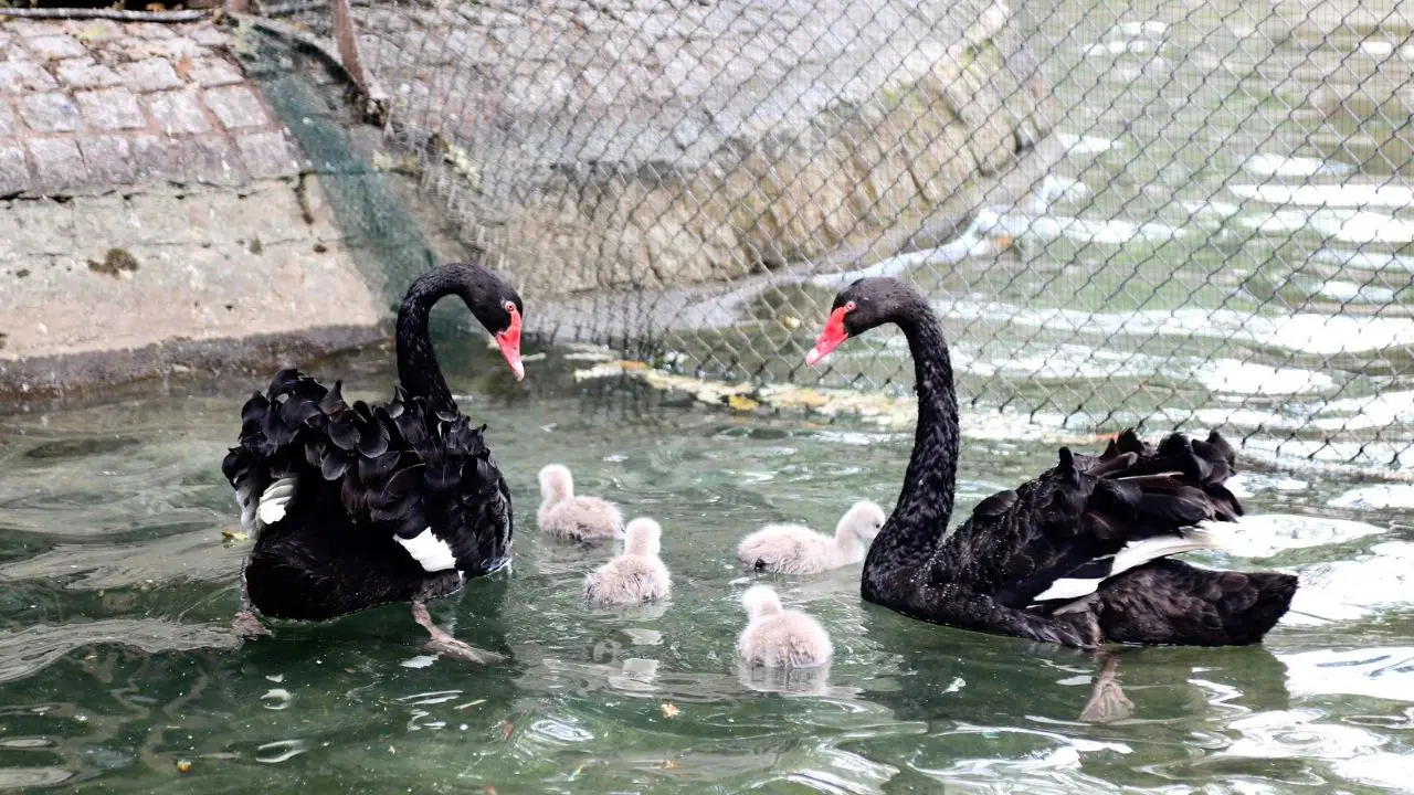 Kuğulu Park'ta Yeni Yavruların Sevinci