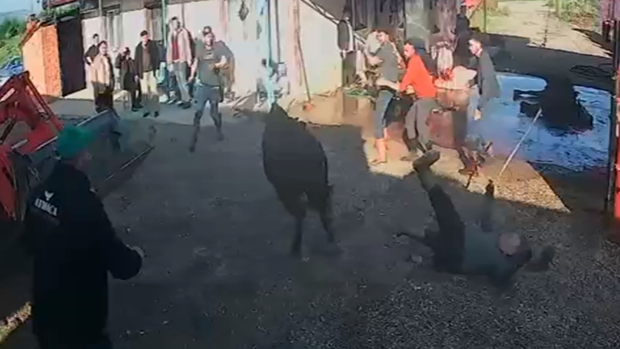 Kurbanlık Boğa İpinden Kurtulup 5 Kişiyi Yaraladı