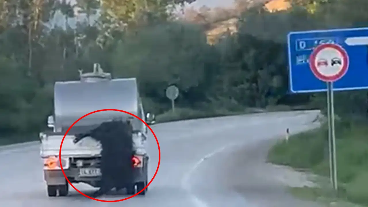 Kurbanlık hayvan araçtan sarkıtılıp sürüklendi: O anlar kamerada