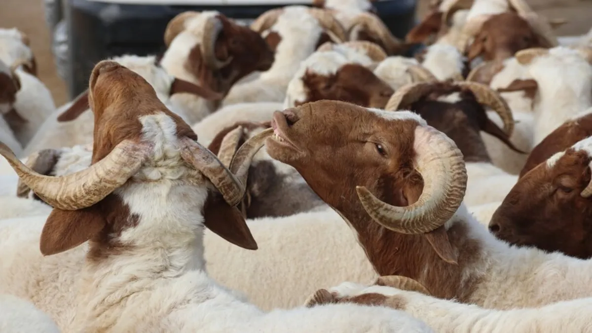 Kurbanlık hayvanı satılamayan üreticiye ESK güvencesi