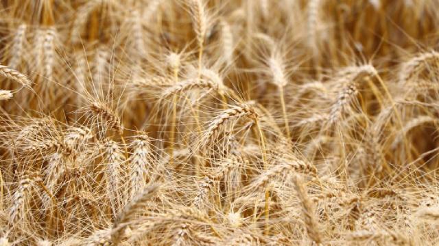 Küresel Buğday Fiyatlarında El Nino ve Jeopolitik Rüzgar