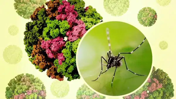 Küresel ısınma Chikungunya virüsünü Türkiye'ye taşıdı: Eklem ağrıları aylar sürebilir