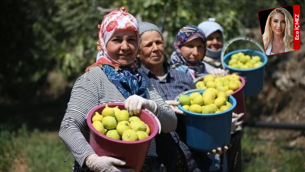 Kuru incirde kuraklık, maliyet ve ihracat baskısı: Üretici alarmda