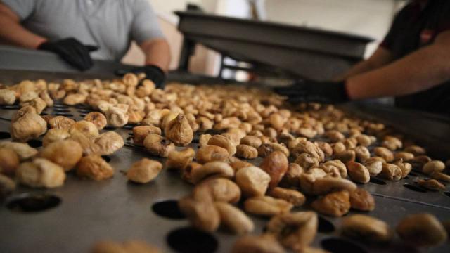 Kuru incirde rekolte 90 bin tonu aşacak