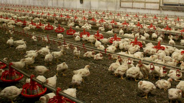 Kuş Gribi Yayılıyor: Avustralya Kümes Hayvanlarını Kapalı Alanlara Taşıyor