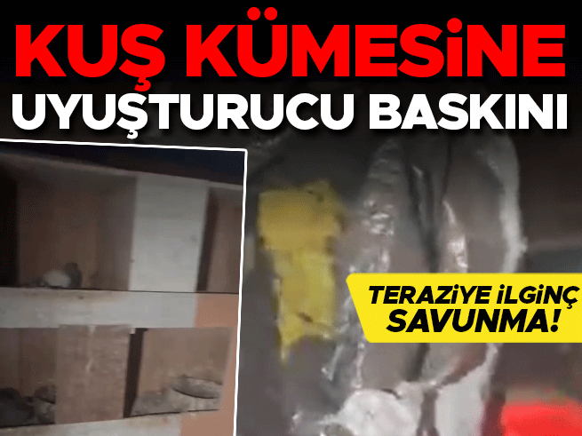 Kuş kümesine uyuşturucu operasyonu! Teraziye ilginç savunma