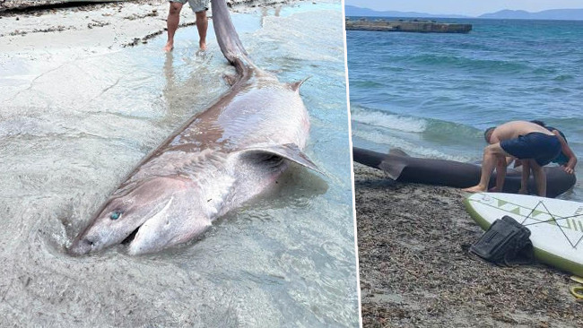 Kuşadası'nda 3.85 Metrelik Köpekbalığı Sahile Vurdu