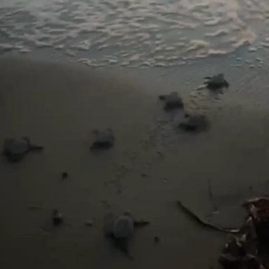 Kuşadası'nda 60 Caretta Caretta Yavrusu Denizle Buluştu