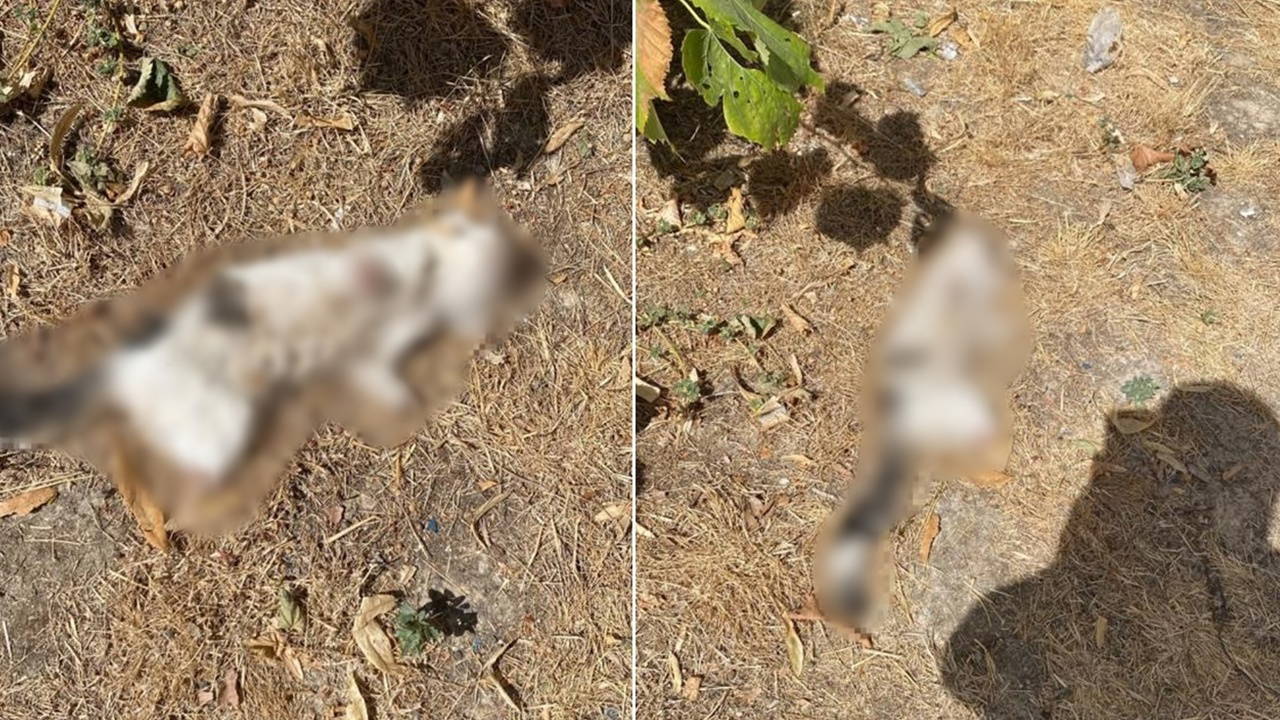 Kütahya'da kedi vahşeti: Bacakları kesilmiş halde bulundu