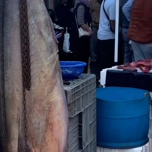 Kütahya Tavşanlı'da 160 Kiloluk Dev Orkinos Şaşkınlığı