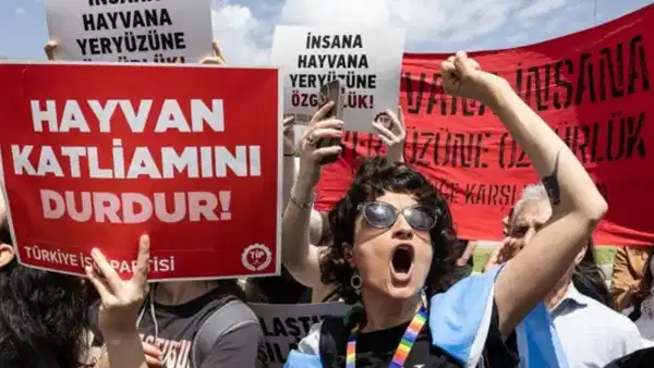 Kütahya'da Kedinin Başı ve Ayakları Kesilerek Apartman Önüne Bırakıldı