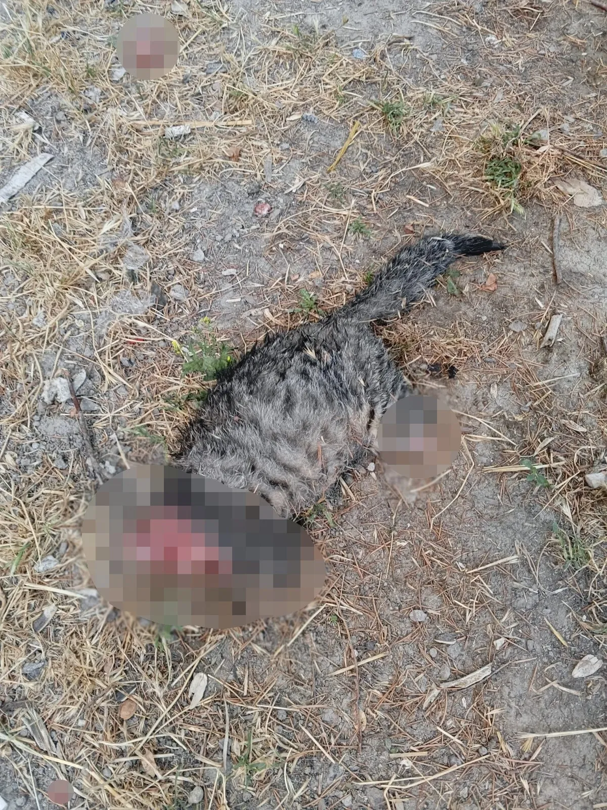 Kütahya'da vahşet: Sokak kedisinin başı kesilip apartman önüne atıldı
