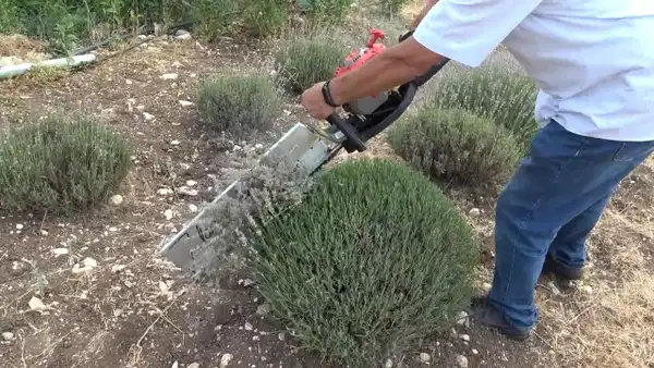 Kuyucak'ta Mor Altın Hasadı: Küresel İlgi Rekor Kırdı