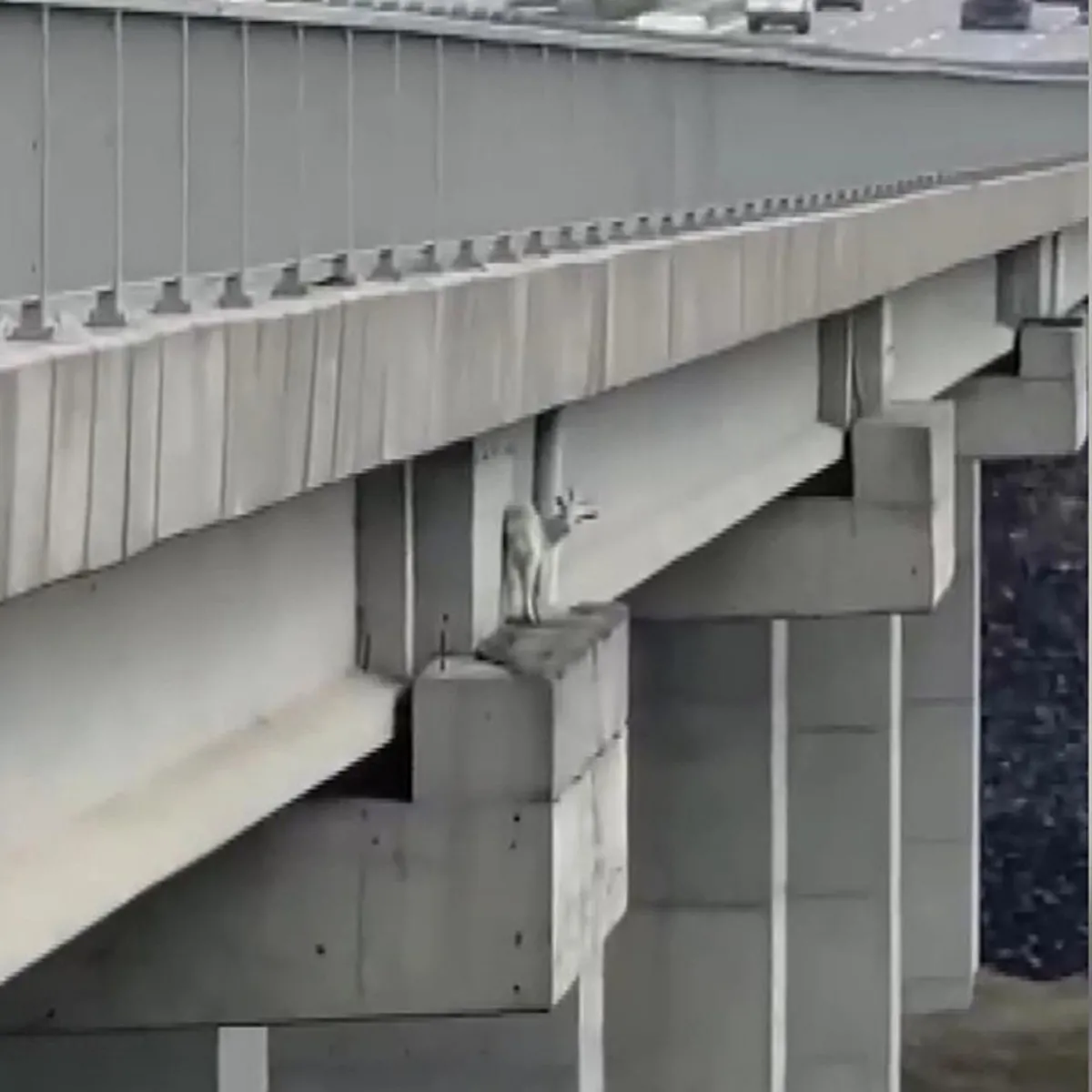 Kuzey Marmara Otoyolu'nda Mahsur Kalan Keçiyi İtfaiye Kurtardı