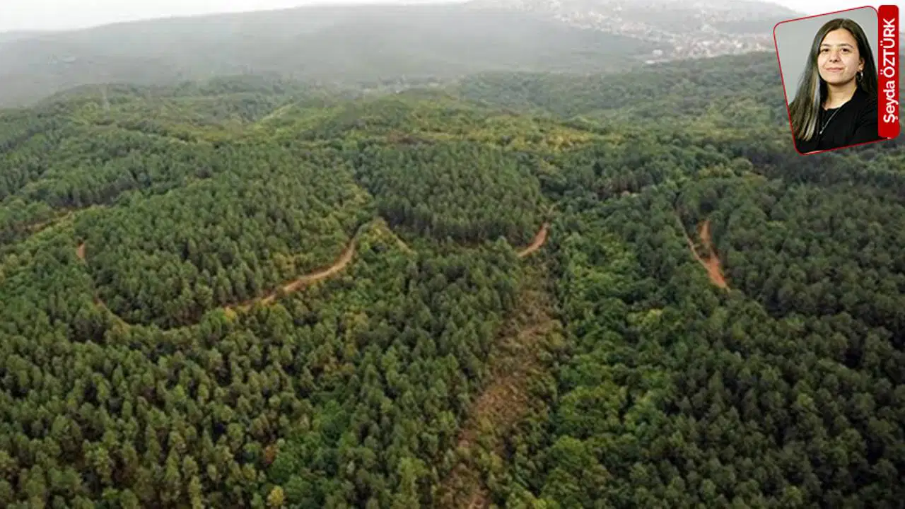 Kuzey Ormanlarında 41 Bin Ağaç İçin Yeni ÇED Onayı