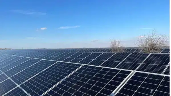Ladik'te Güneş Panelleri Altında Hasat Başladı