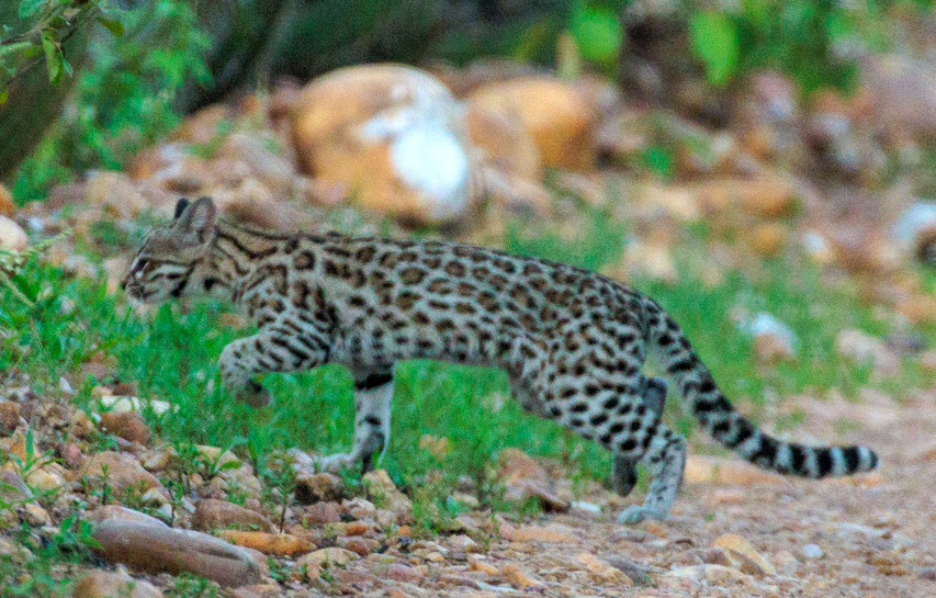 Leopardus tilcayo nedir? Merak edilenler