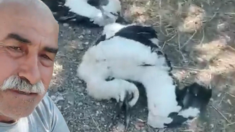 Leyleklere sahip çıkamadığı için gözyaşlarına boğuldu
