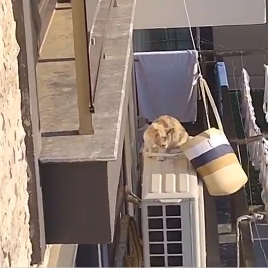 Mahsur Kalan Kedi Plaj Çantasıyla Kurtarıldı