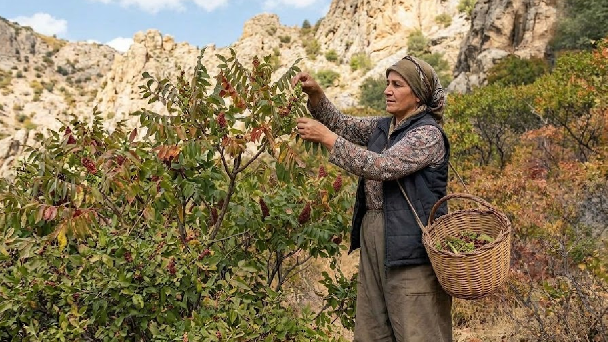 Malatya'da Dağ Sumağı Hasadı: Kilosu 500 TL'den Alıcı Buluyor