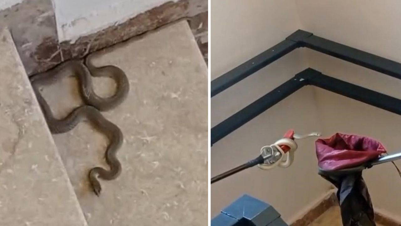 Malatya'da apartmanda yılan paniği: İtfaiye ekipleri dev yılanı yakaladı