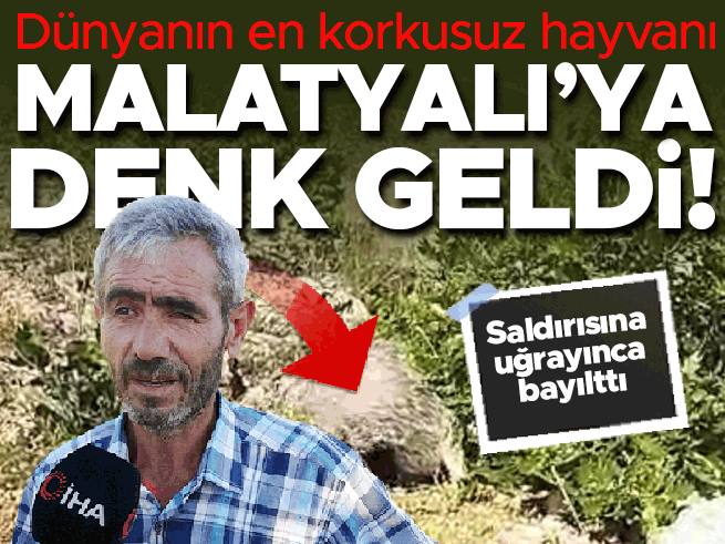 Malatya'da bal porsuğu dehşeti: Demir çubukla bayılttı