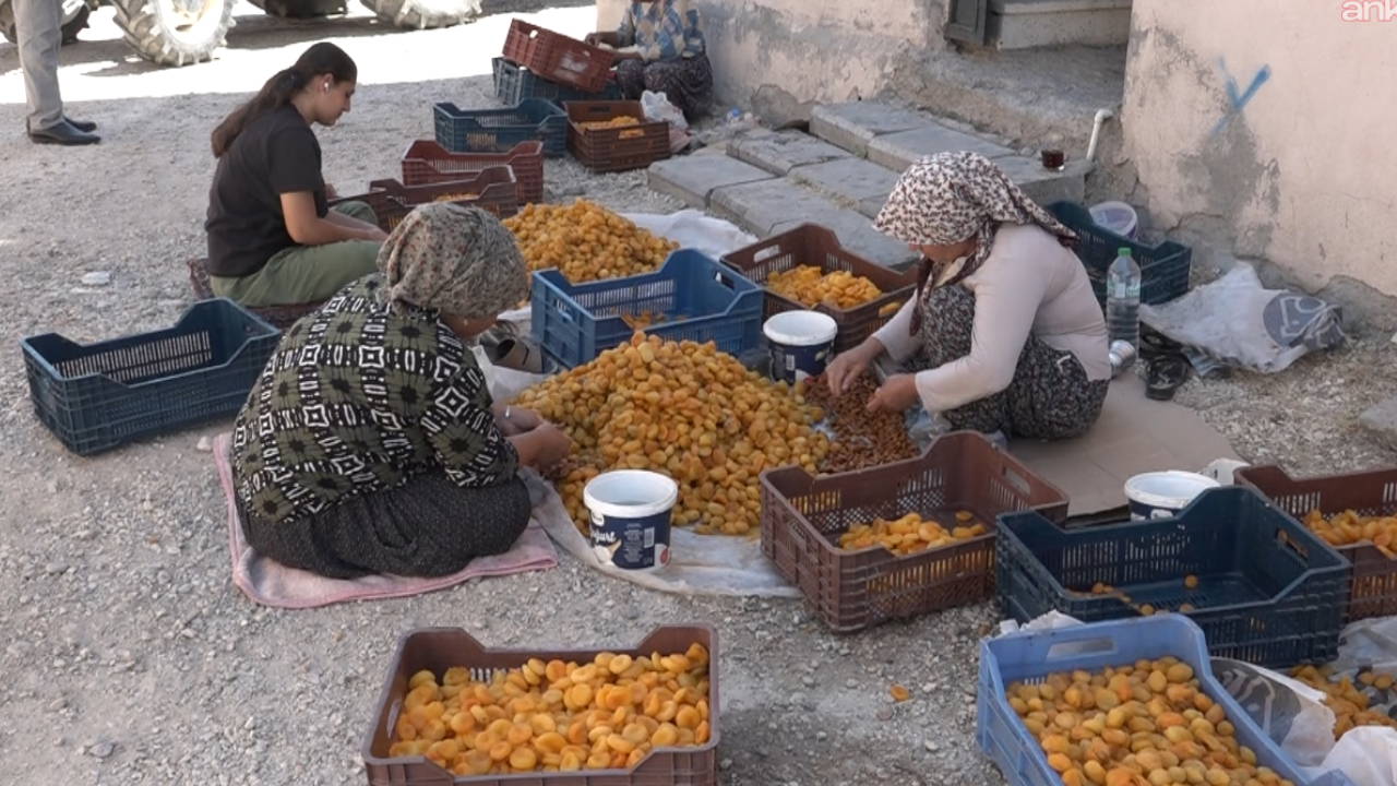 Malatyalı kayısı üreticisi maliyet ve düşük fiyat kıskacında: 'Kayısının sahibi yok