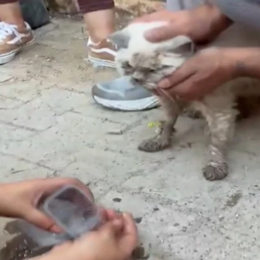 Maltepe'deki Enkazdan Saatler Sonra Kedi Sağ Çıkarıldı