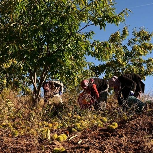 Manisa'da Kestane Hasadı: 1100 Ton Rekolte, Kilosu 210 TL