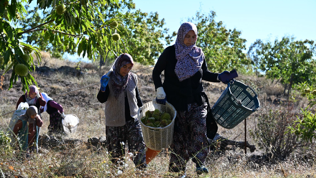 Manisa'da hasat başladı: Ürünler özel kuyularda 2 ay sonra hazır