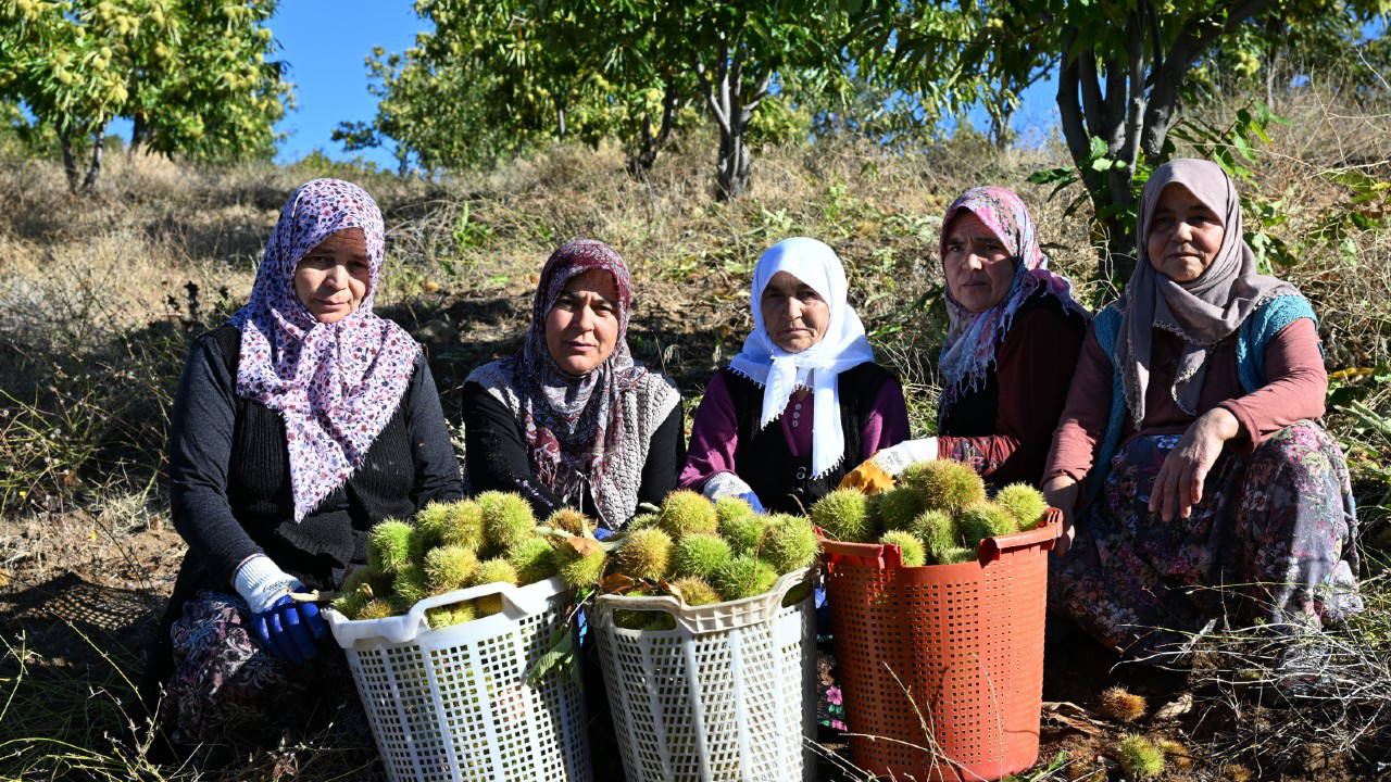 Manisa'da Kestane Hasadı: 1100 Ton Rekolte Bekleniyor