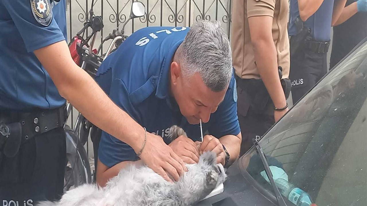 Manisa'da kundaklanan evde 4 kedi öldü, polis kediyi kurtardı