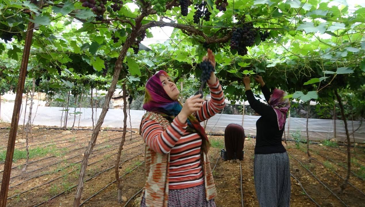 Manisa Sarıgöl'de 2026 Sezonunun İlk Kuru Üzümü Çuvala Girdi