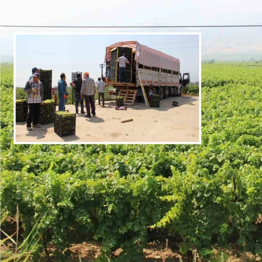 Manisa'nın Sultani Üzümü Yeni Sezonda Dünya Pazarında