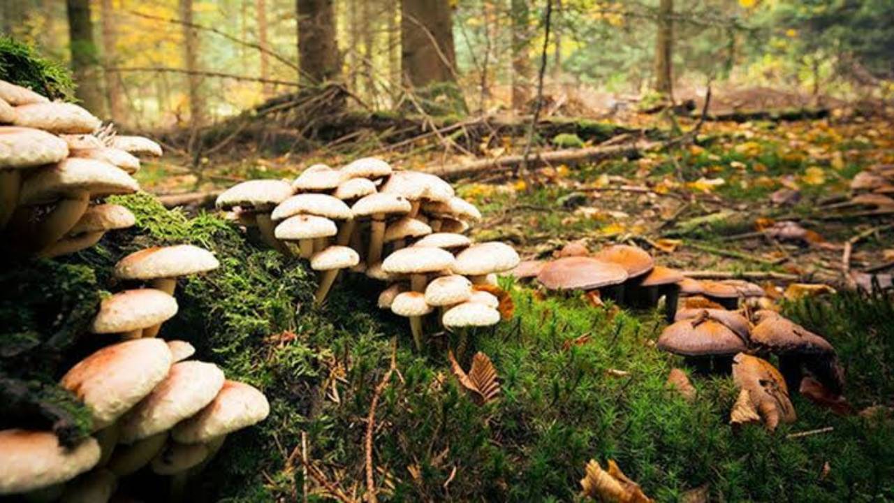 Mantar zehirlenmelerine karşı uzmanlardan uyarı: Doğada topladığınızı tüketmeyin