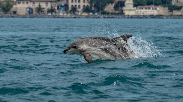 Marmara Denizi ısınıyor: Ekosistemi neler bekliyor