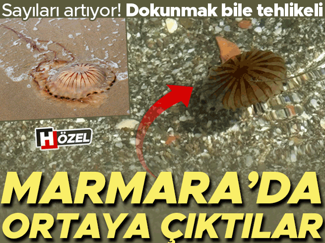 Marmara Denizi'nde pusula denizanası alarmı: Sayıları artıyor, dokunmayın