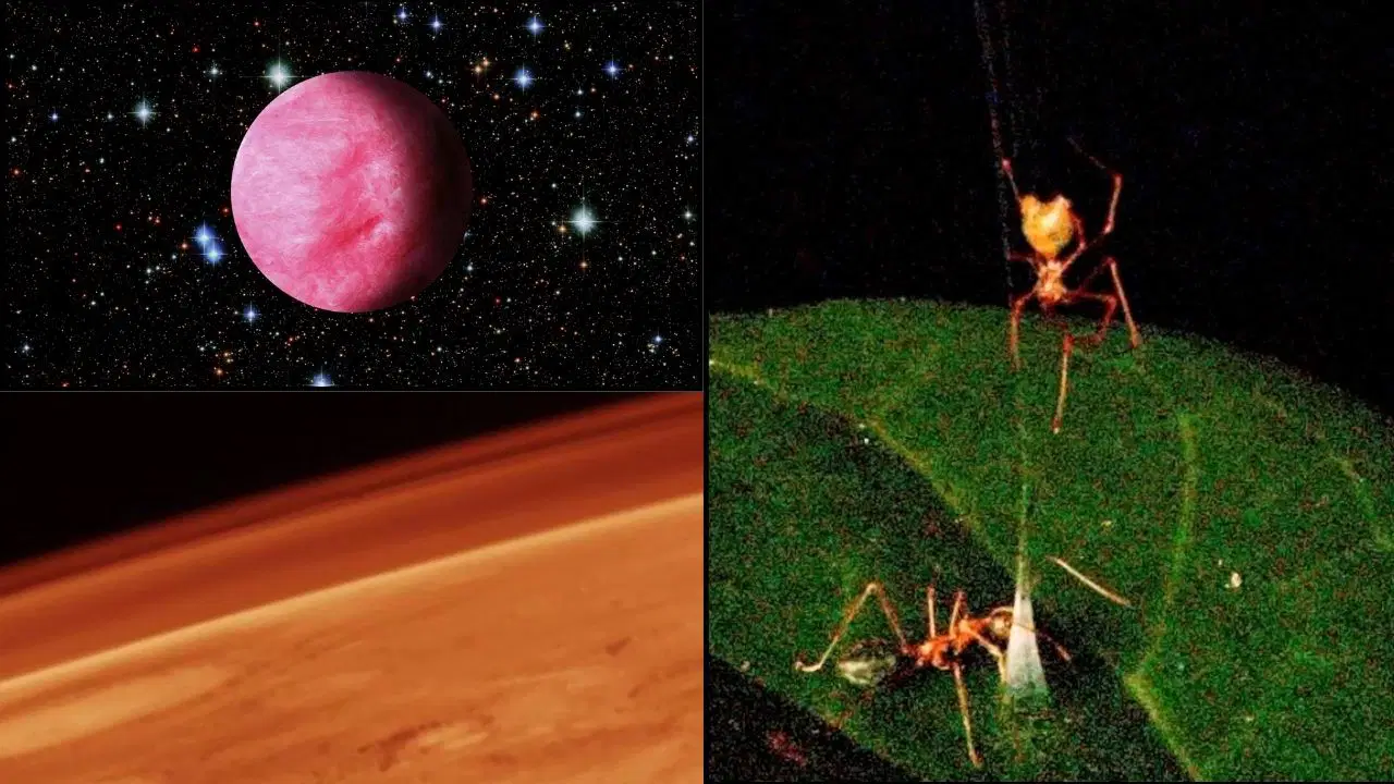 Mars'ta organik karbon ve balista örümceği: Haziran ayının bilimsel gelişmeleri