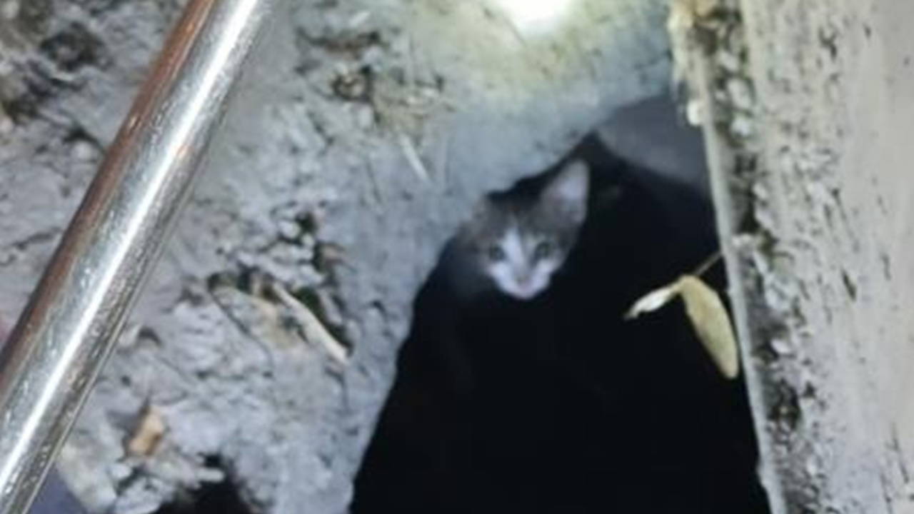 Mazgal Altında 3 Gün Mahsur Kalan Kedi Kurtarıldı