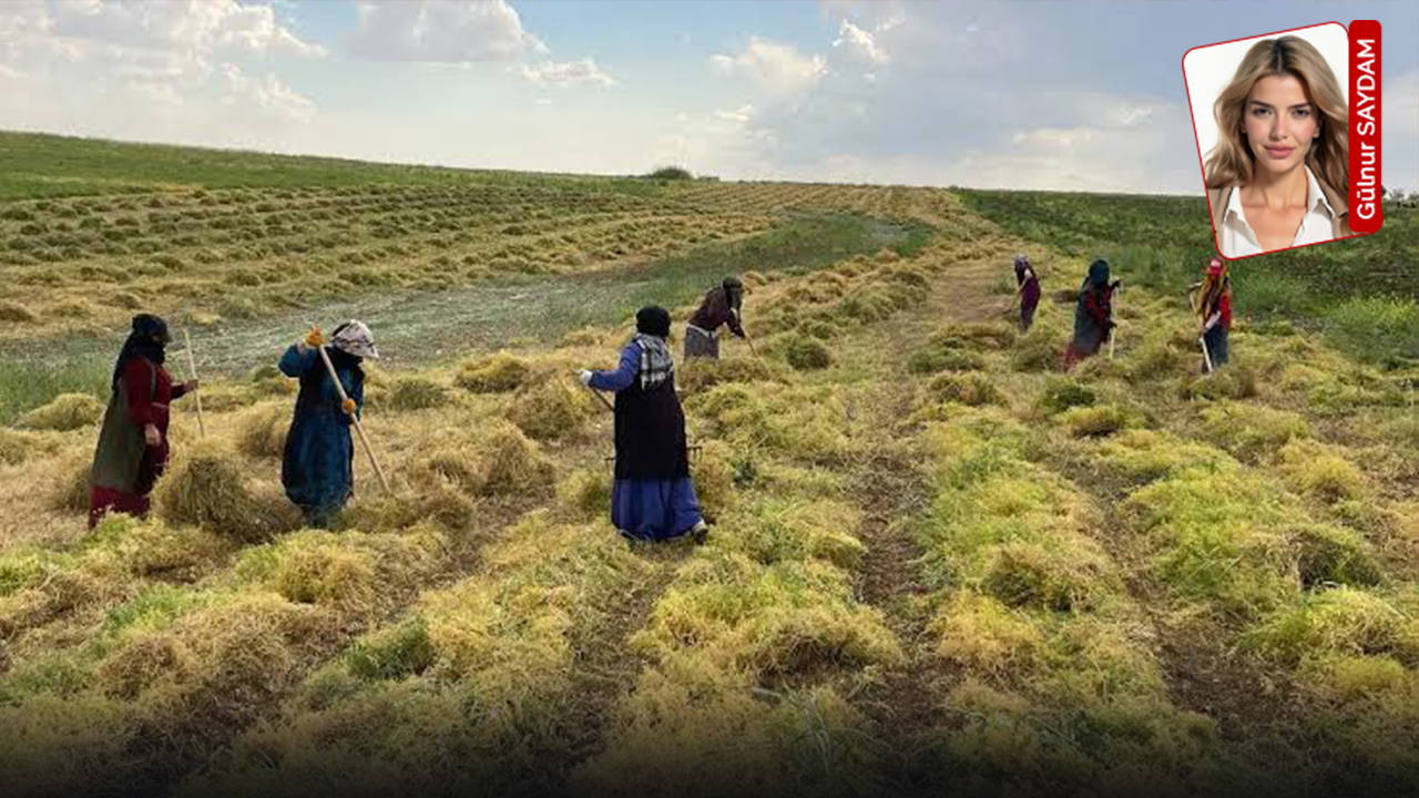 Mercimekte ithalata dönüş: Üretim azaldı, dışa bağımlılık arttı