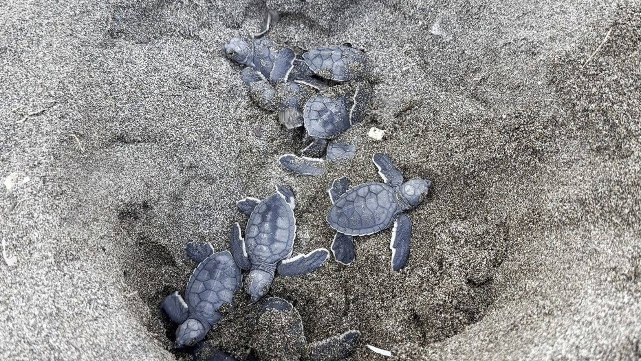 Mersin'de 100 Bin Yeşil Deniz Kaplumbağası Akdeniz'le Buluştu