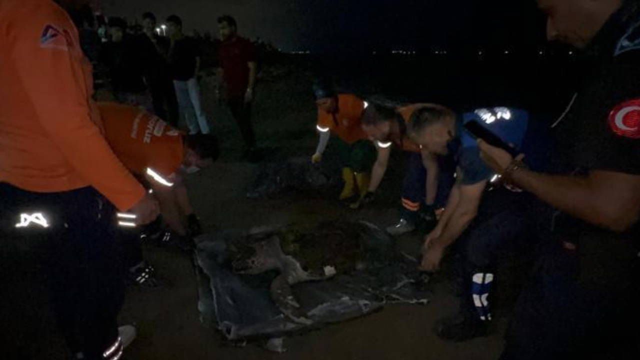 Mersin'de caretta caretta ölü bulundu: Balıkçı ağları şüphesi