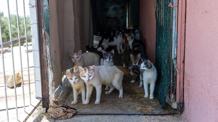 Mersin'de 'Çöp Ev' İhbarına Giden Ekipler 100 Kediyi Kurtardı