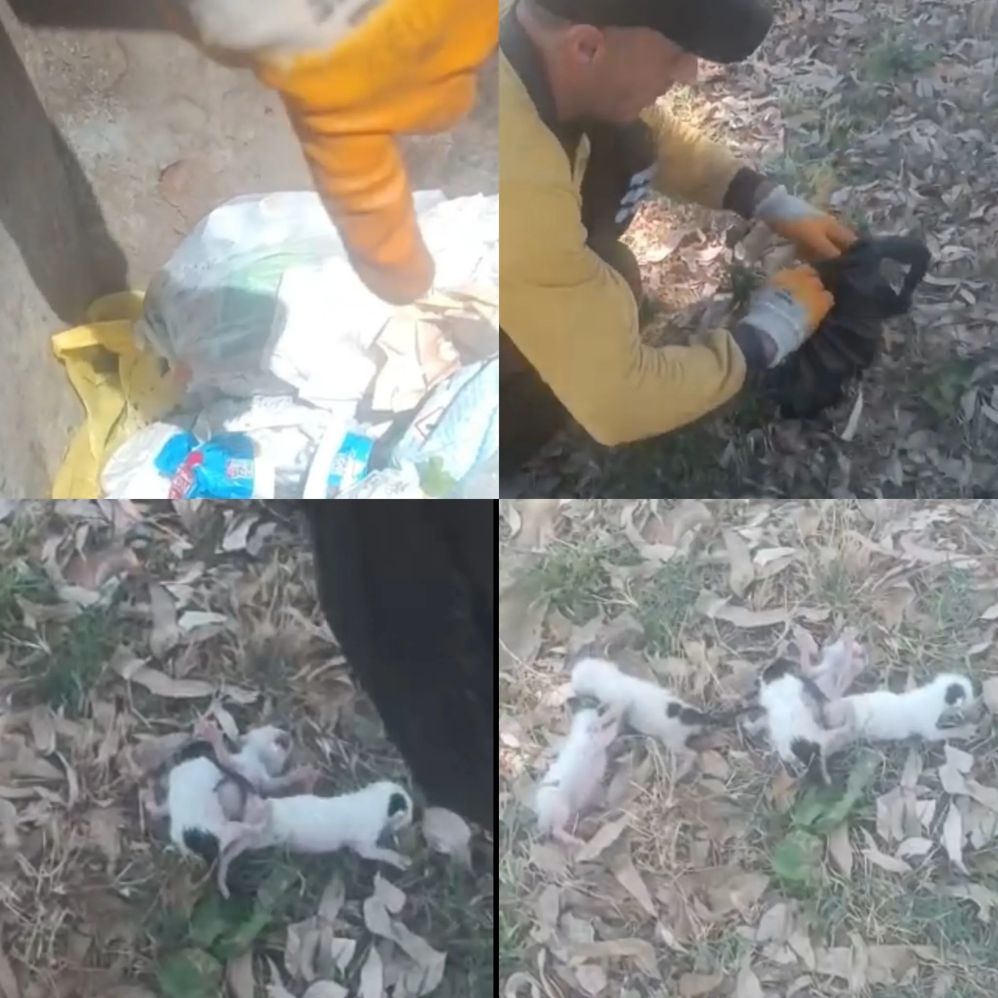 Mersin’de çöp torbasında ağzı bağlı kedi bulundu